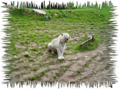 Aliosha, notre tigre blanc